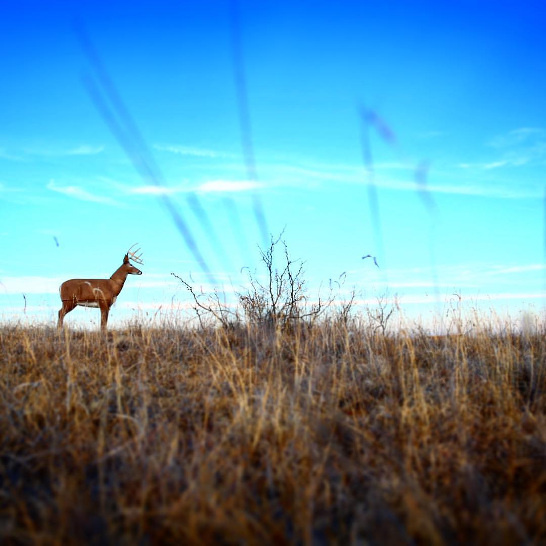 Why Choose a 3D Archery Target