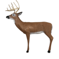 Hill Country Whitetail Archery Target
