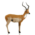 African Impala Pro 3D Target
