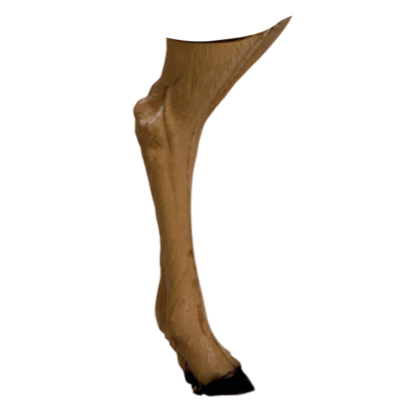 Delta McKenzie - Antelope 3D Archery Target Replacement Back Legs
