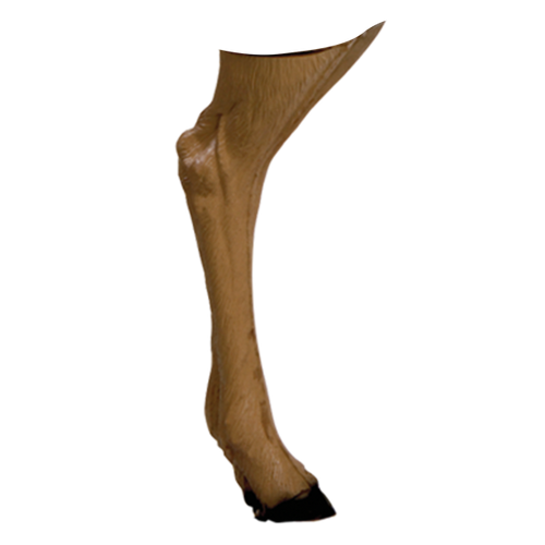 Delta McKenzie - Antelope 3D Archery Target Replacement Back Legs