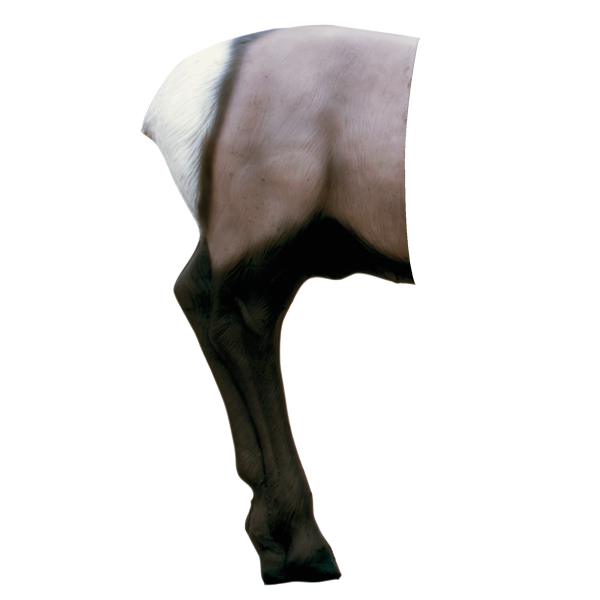 Delta McKenzie - Elk 3D Archery Target Rear