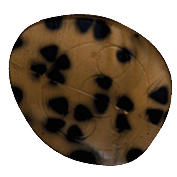 Delta McKenzie- Replacement Core for Leopard Archery Target