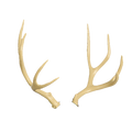 Delta McKenzie - Mule Deer Antlers