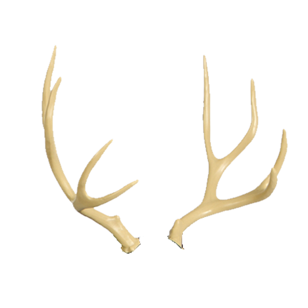 Delta McKenzie - Mule Deer Antlers
