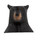 Delta McKenzie - Standing black Bear Replacement Head