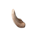 African Warthog Archery Target Replacement Tusks