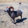 Bighorn Sheep 3D Archery Target