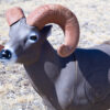 Bighorn Sheep 3D Archery Target