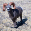 Bighorn Sheep 3D Archery Target