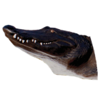 Alligator 3D Archery Target Head